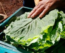 Recurso garante alimentação de qualidade nas Escolas Estaduais