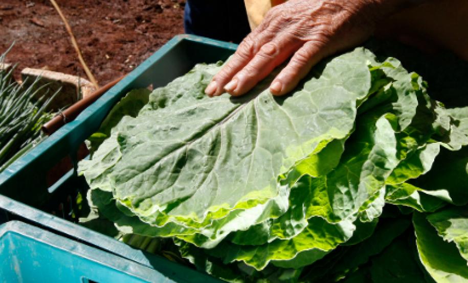 Recurso garante alimentação de qualidade nas Escolas Estaduais