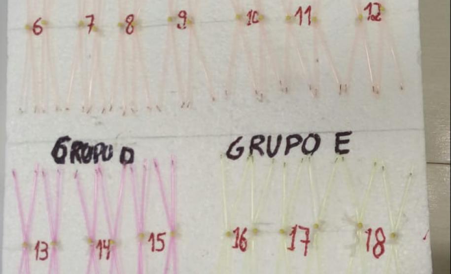 Construindo Cariótipos Construindo Cariótipos